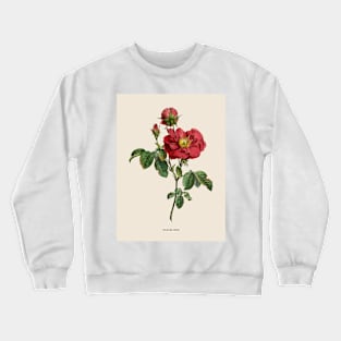 Damask Rose Antique Botanical Illustration Crewneck Sweatshirt